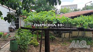 image_5