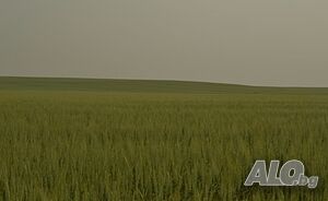 Продавам земеделска земя в землището на село Николаевка Земеделска земя 12261 кв.м трета категория | Земеделска земя, градини, лозя, гора | Николаевка
