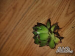image_8