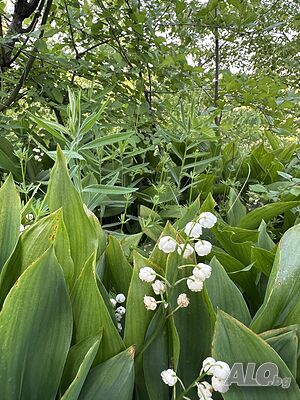 image_14