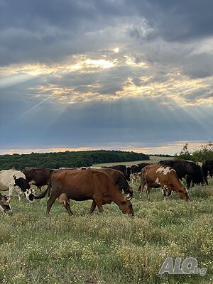 Пастир на крави