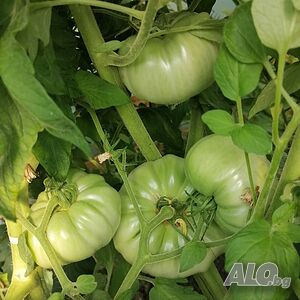 image_10