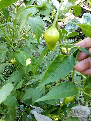 image_10