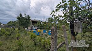 image_6
