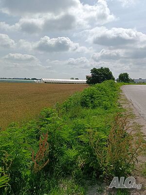 image_7