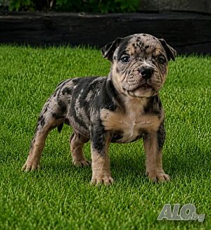 Amerikan bully micro exotic