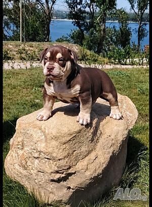 Amerikan bully micro exotic Други редки породи 3 месеца Мъжко Шоко три колор Чистокръвно | Кучета - продава | Свищов