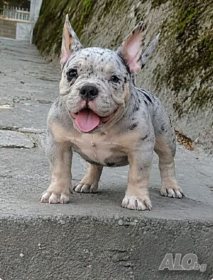 Amerikan bully micro exotic Други редки породи 3 месеца Женско Блу три колор Чистокръвно | Кучета - продава | Свищов