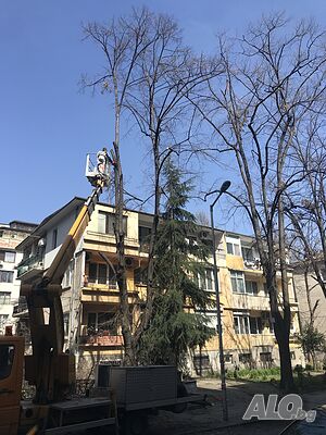 Отсичане на опасни дървета
