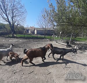 Продавам кози