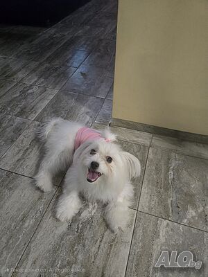 image_5