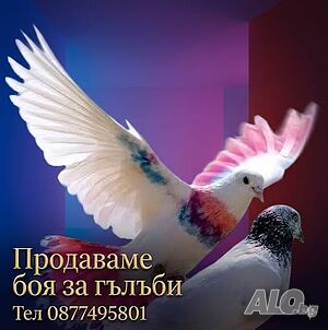 Испанска професионална боя за гълъби