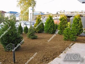image_10