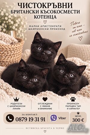 Британски котенца Британска късокосместа 2 месеца Мъжко Женско Черни | Котки - продава | София
