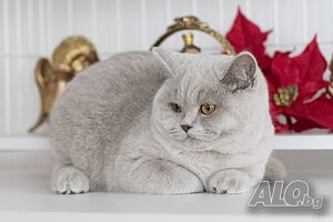 британско късокосместо коте