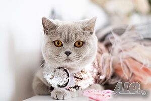 британско късокосместо коте