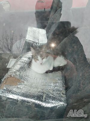 Подарявам котета