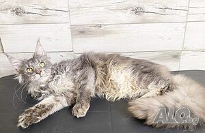 Мейн Куун котки