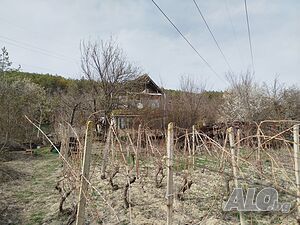 Малка вила с лозе до борова гора, гр. Шумен