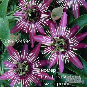 Пасифлора - Passiflora