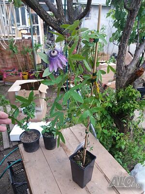 image_4