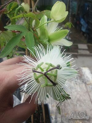 image_7