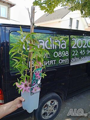 image_9