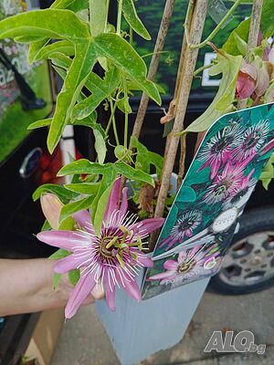 image_10