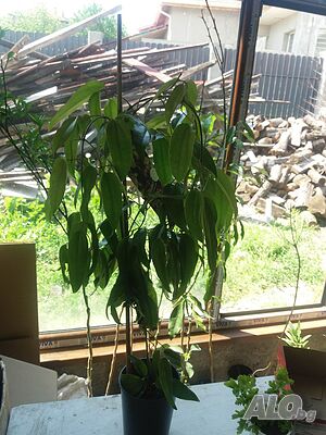 image_6