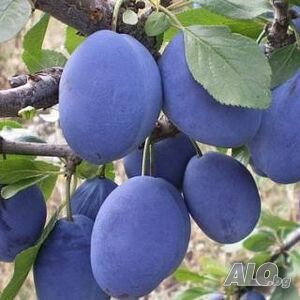 image_7