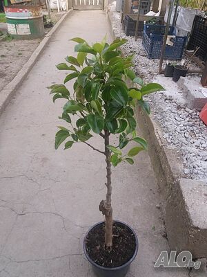 image_10