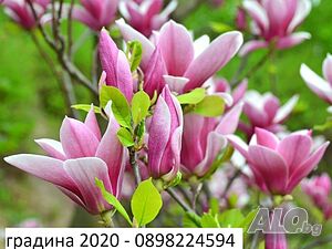 Магнолия Джордж Хенри Керн -Magnolia Henry Kern - розов цвят