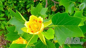 Лирово дърво (Liriodendron)