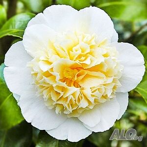 image_3