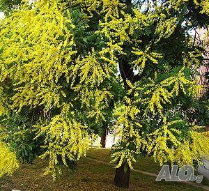 Китайски Мехурник -Koelreuteria “Paniculata”