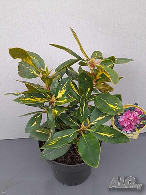 image_6