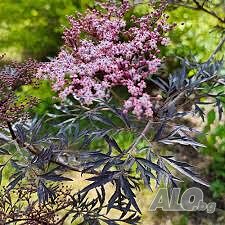 Черен Бъз - Ева (Sambucus nigra ’Eva’ BLACK LACE)