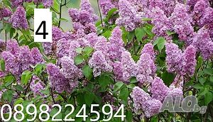 Люляк / Lilac Налични 4 цвята
