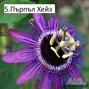 Пасифлора - налични 5 вида