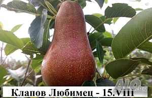 Круши - Подбрани сортове за истински ценители