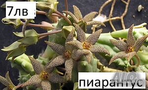 🌵 Степелия (Piaranthus) - Екзотична сукулентна красота за вашия дом