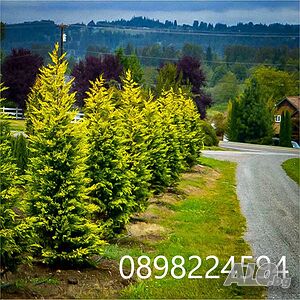 Кипарис Лейланди „Gold Rider“ (Златен ездач) Cupressocyparis leylandii ‘Gold Rider’