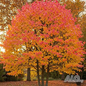 Карамелено дърво (Японска кацура) - Cercidiphyllum japonicum
