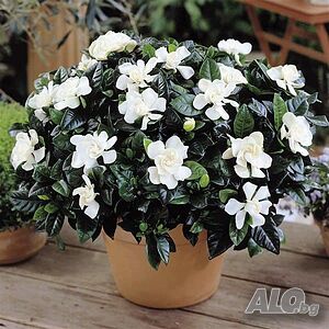 Гардения / Gardenia “Jasminoides”