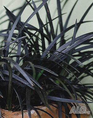 Черен офиопогон (Ophiopogon planiscapus ’Nigrescens’) | Цветя, декоративни растения | Разград