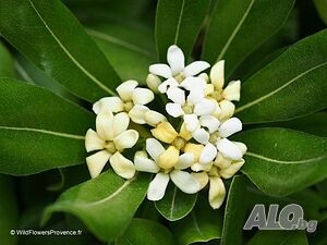 Питоспорум (Pittosporum) - Вечнозелена елегантност и неповторим аромат