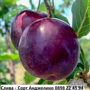 Слива - Анджелино