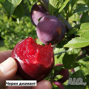 Слива - Черен диамант (Блек Даймънд)