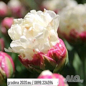 Сладоледено лале (Ice Cream Tulip)
