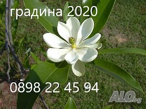 Магнолия Грандифлора - Вечно зелена